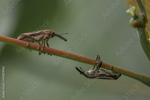 Animal Insect on Nature Life