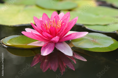 A Vibrant Pink Water Lily