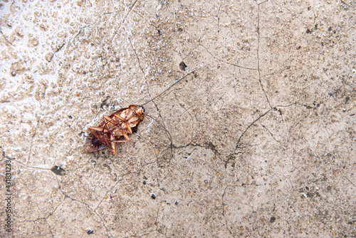 Dead cockroach on the floor after being hit by pesticides