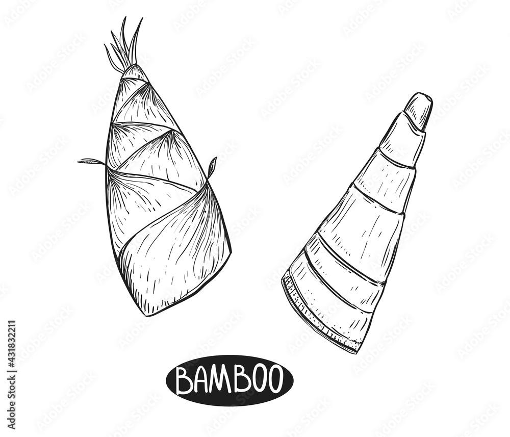 Hand drawn sketch black and white of bamboo plant, shoot, sprout, young, leaf. Vector illustration. Elements in graphic style label, card, sticker, menu, package. Engraved style. Hand drawn sketch black and white of bamboo plant, shoot, sprout, young, leaf. Vector illustration. Elements in graphic style label, card, sticker, menu, package. Engraved style.