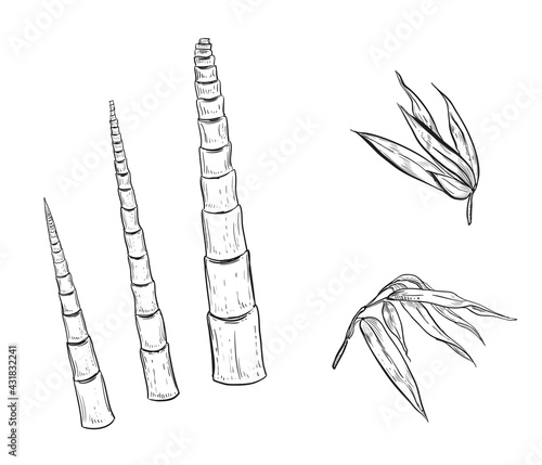 Hand drawn sketch black and white of bamboo plant, shoot, sprout, young, leaf. Vector illustration. Elements in graphic style label, card, sticker, menu, package. Engraved style.