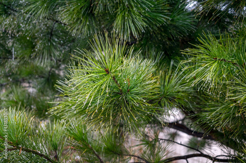 Pine tree close up with raindrops