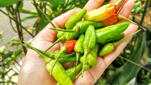 Small red, green and yellow chilies taste spicy, for a mixture of cooking. Capisicum frutescens, tropical plant