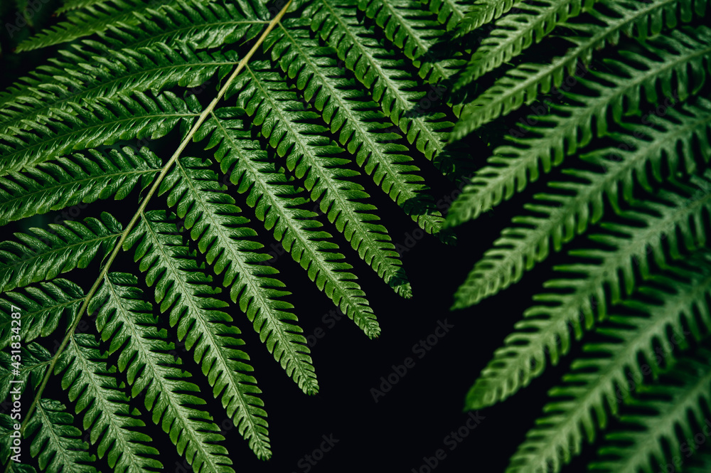 fern leaves fern leaves