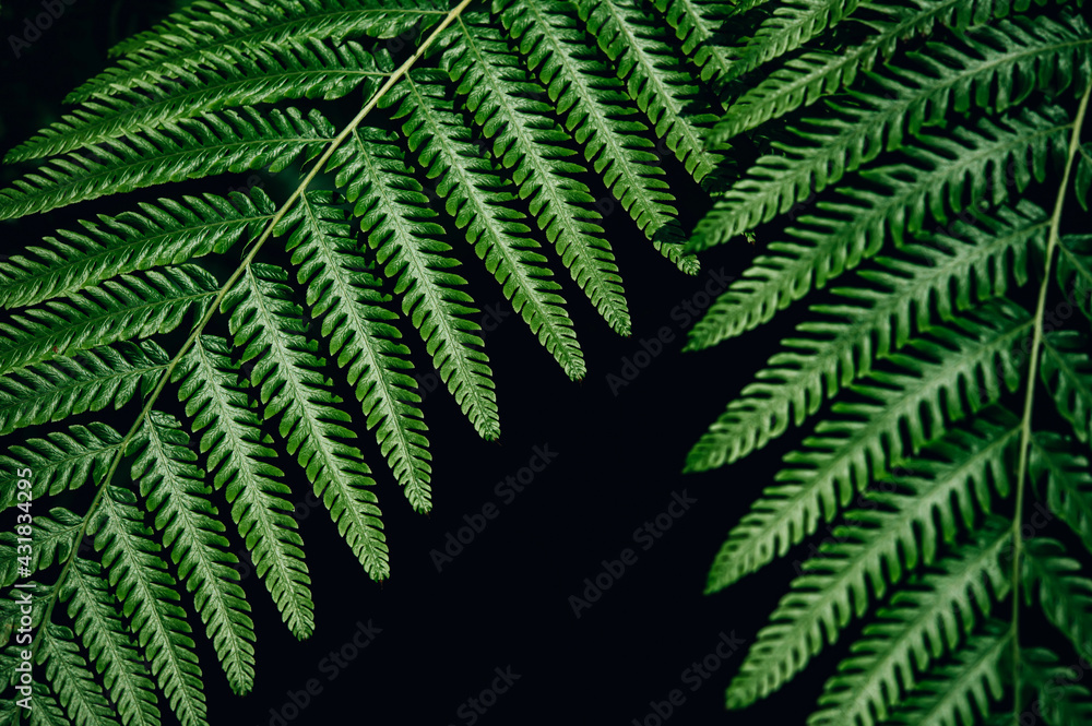 Green fern natural background dark foliage tropical