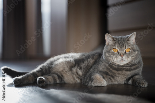 Fototapeta Naklejka Na Ścianę i Meble -  British shorthair tabby cat with yellow eyes lies on the floor. Portrait of a pet in a home interior with soft daylight. Cozy home concept.