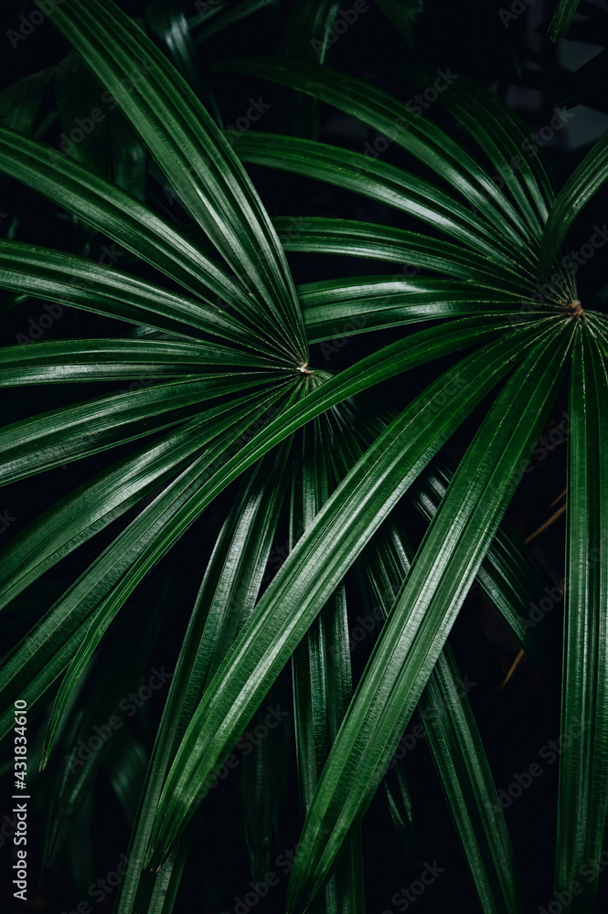 Obraz premium palm tree leaves