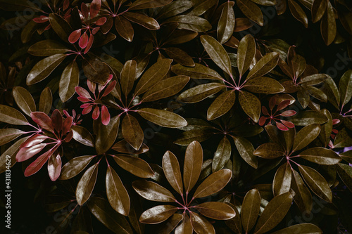 red and yellow flowers