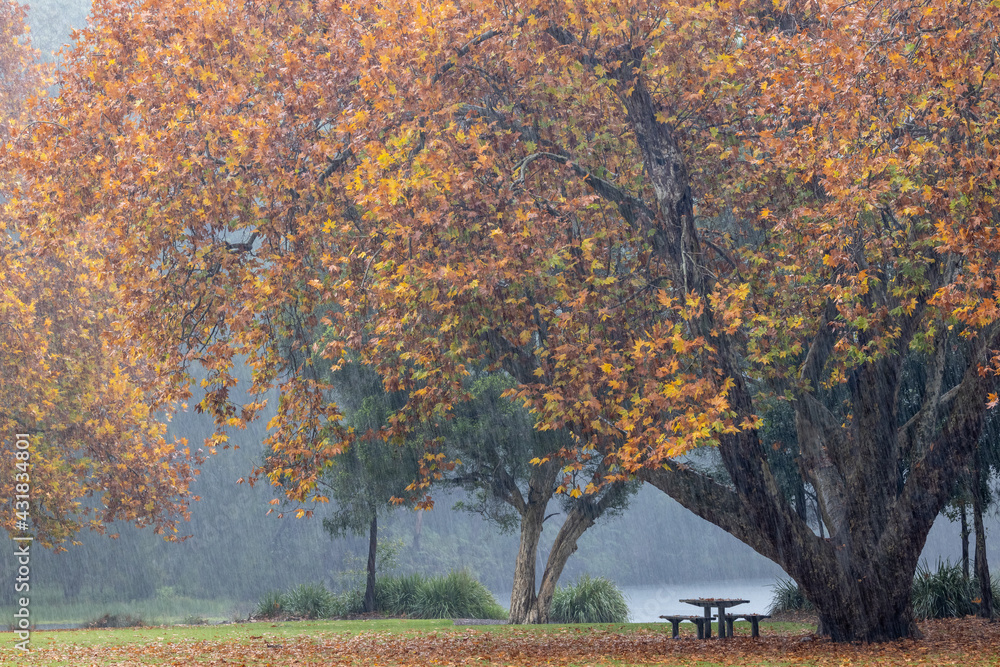 Obraz premium Rainstorm and falling leaves