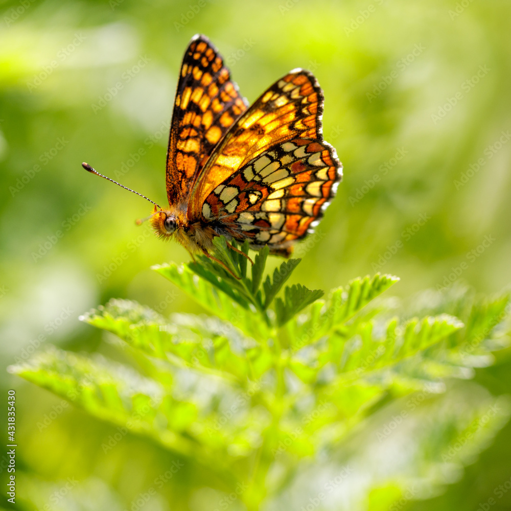 Obraz premium Northern Checkerspot butterfly perched on a plant. Foothills Park, Santa Clara County, California, USA.