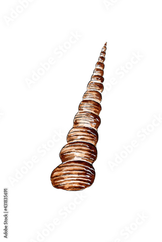 Watercolor illustration of a beige elongated twisted seashell, like a unicorn horn. Underwater world. Tropical shell. External skeleton of molluscs. Isolated on white background. Design element.
