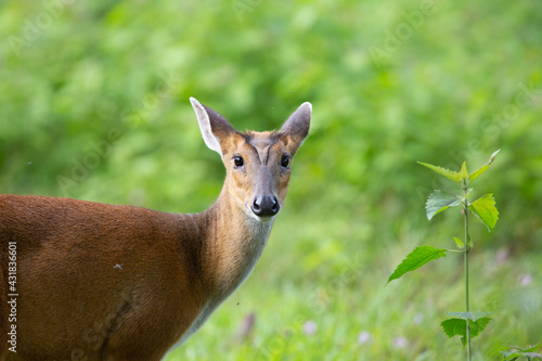 Muntiacus​ ​(Bark​deer)