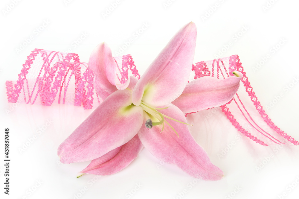 Fototapeta premium pink lily