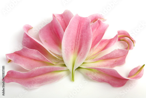 petals pink lilies
