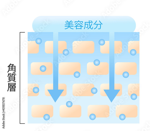 浸透力の高い肌　断面図