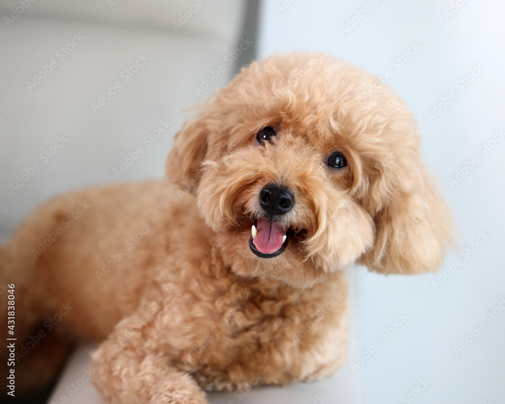 Small pet brown dog looking happy at camera Small pet brown dog looking happy at camera