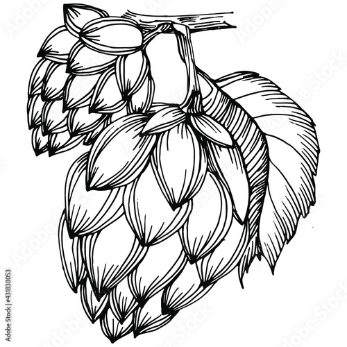 Hop plant hand drawing vintage clip art. Humulus logo or tattoo highly detailed in line art style concept. Black and white isolated. Antique vintage engraving illustration for emblem