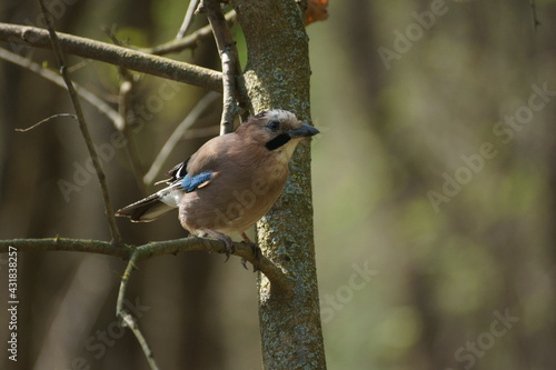 jay on a tree branch