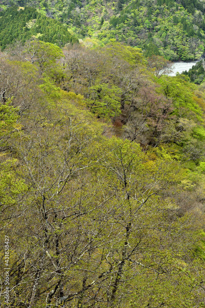 新緑まぶしい丹沢の春（大倉尾根から鍋割山への道）
