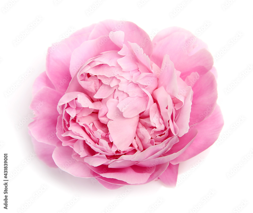 pink peony on a white background pink peony on a white background