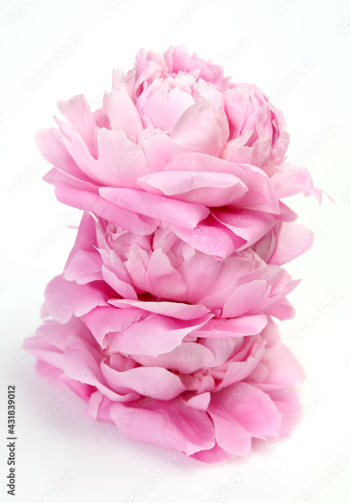 pink peony on a white background