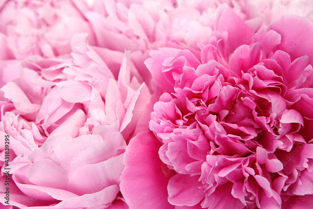 pink peonies with delicate petals pink peonies with delicate petals
