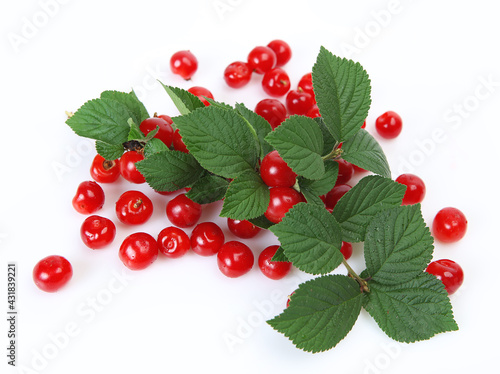 red cherry on a branch with green leaves