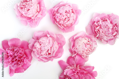 Fototapeta Naklejka Na Ścianę i Meble -  pink peonies with delicate petals