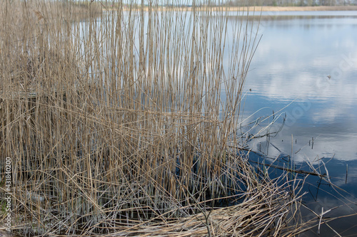 Dry reeds and leafless trees on the autumn river