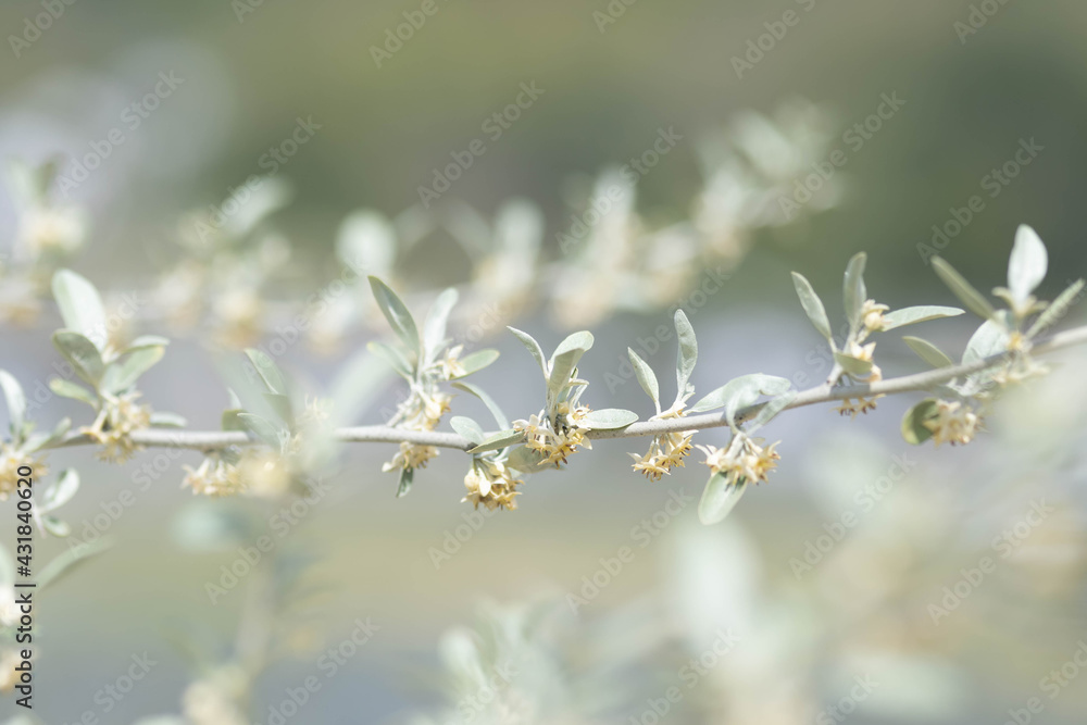 オリーブの花 オリーブの花