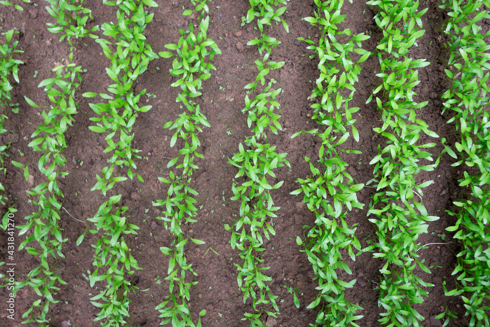 Row plantation of green leafy coriander plants or seedlings in brown color soil. Row plantation of green leafy coriander plants or seedlings in brown color soil.
