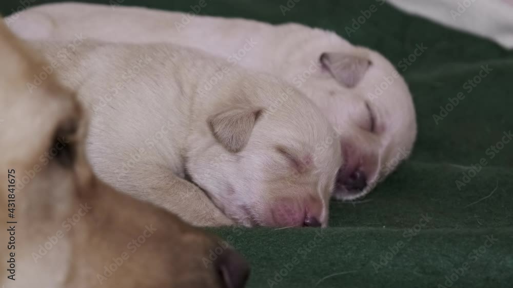 Newborn yellow labrador puppies dog sleeping near mother, 4k Newborn yellow labrador puppies dog sleeping near mother, 4k
