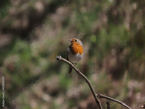 European robin (Erithacus rubecula) perched on a vertical tree branch with beautiful blurry background behind. © Mod