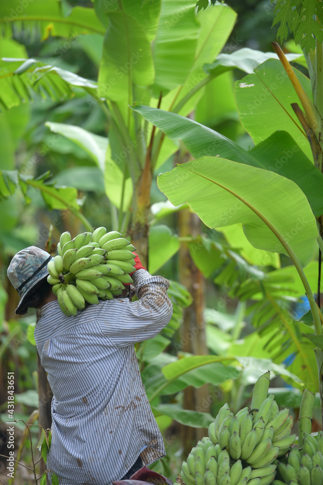 Asian agricultural plantations plant bananas Female farmers hold fresh