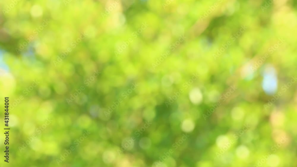 Blurred tree leaves with sunlight, in the morning Chiangmai Thailand. Blurred tree leaves with sunlight, in the morning Chiangmai Thailand.