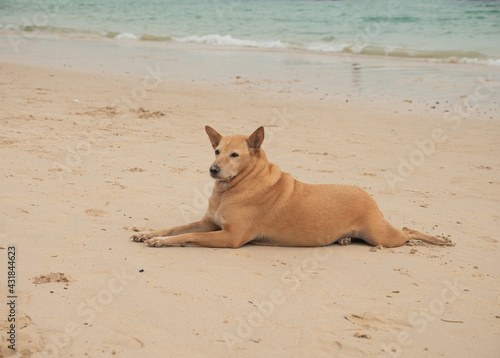 brown dog on the sand beach.