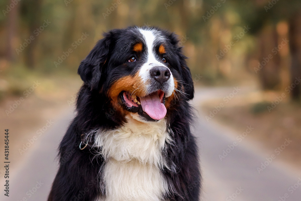 beautiful close-up portrait of bernese mountain dog stands in spring on the road in the forest
