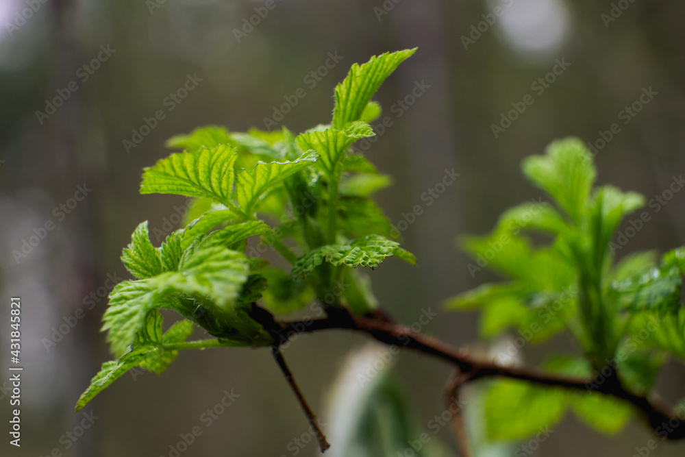 a green raspberry branch in the forest. macro photo with shrub leaves, close-up, pronounced bokeh a green raspberry branch in the forest. macro photo with shrub leaves, close-up, pronounced bokeh