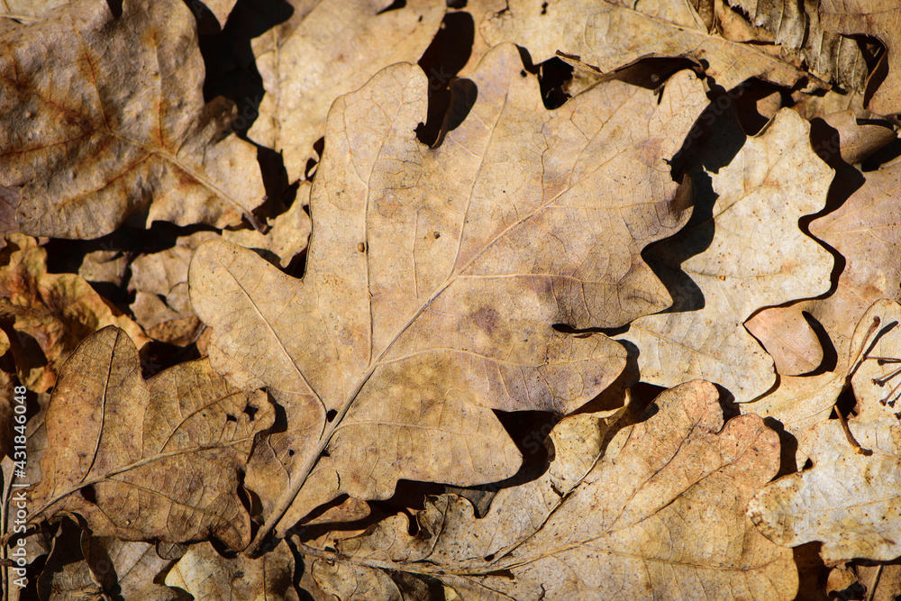 dry leaves. Dry fallen brown oak leaves in autumn Park. autumn background with dry oak leaves, top view, close-up. autumn season, bright leaves, nature in the forest. natural background dry leaves. Dry fallen brown oak leaves in autumn Park. autumn background with dry oak leaves, top view, close-up. autumn season, bright leaves, nature in the forest. natural background