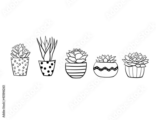 Set of succulents. Home plants in pots.