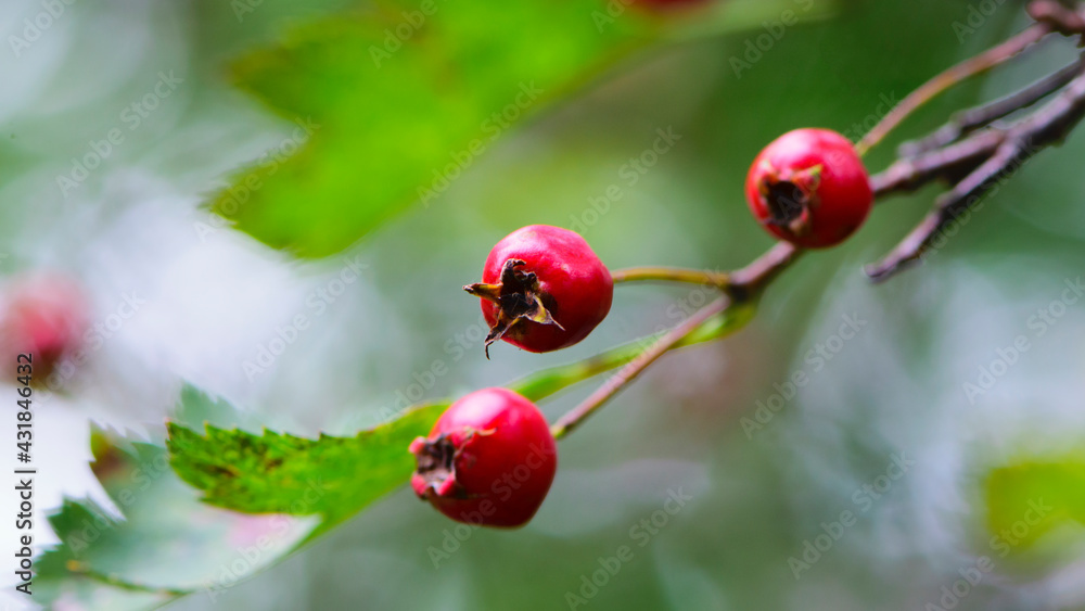 Crataegus. autumn forest red berries of wild rose on a branch. Close up of ripe winter fruits of red hawthorn with natural green background. bokeh, close-up, place for text Crataegus. autumn forest red berries of wild rose on a branch. Close up of ripe winter fruits of red hawthorn with natural green background. bokeh, close-up, place for text