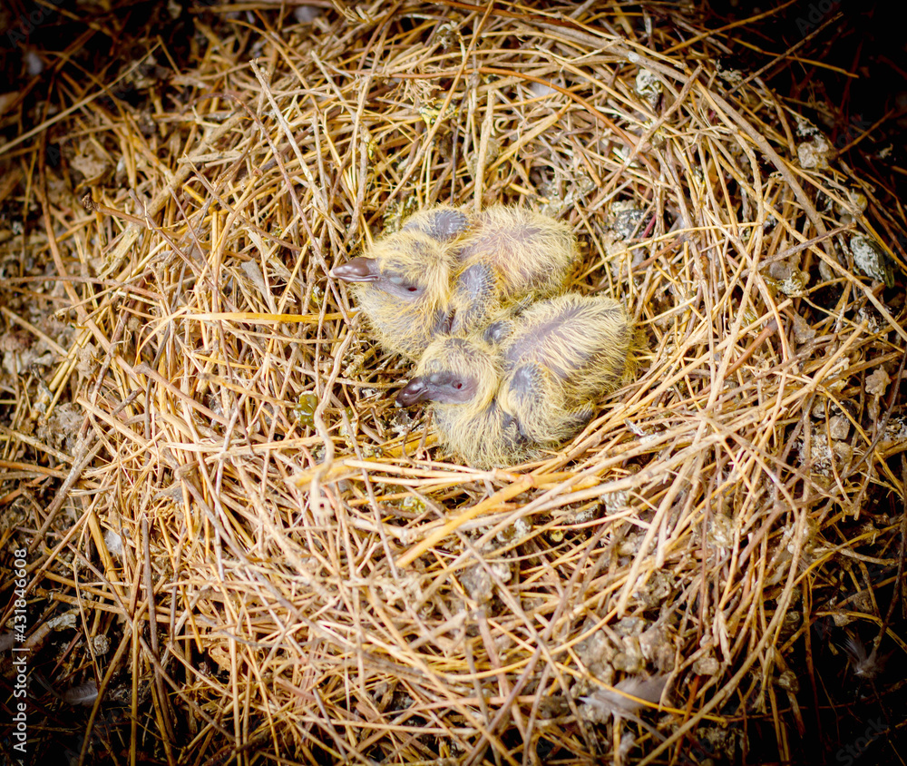 Fototapeta premium Close up two baby birds in the nest