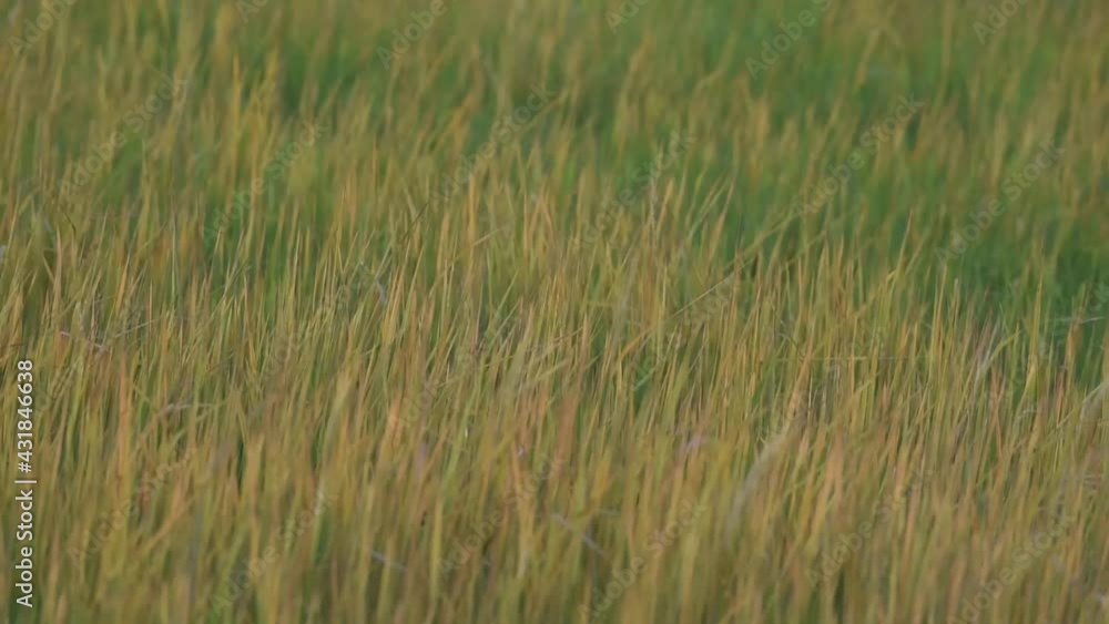 Rice plant blowing by wind in farm. Rice plant blowing by wind in farm.