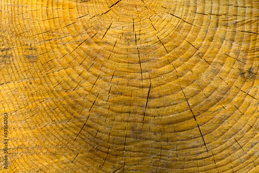 Fototapeta premium A cut of an old sawn pine with circles and cracks texture or background