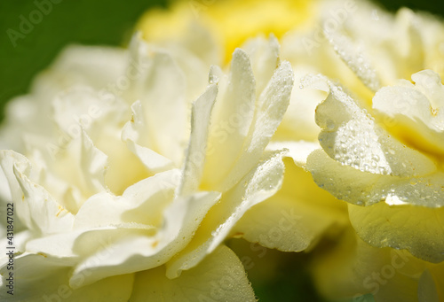 Close up of white rose with dew.