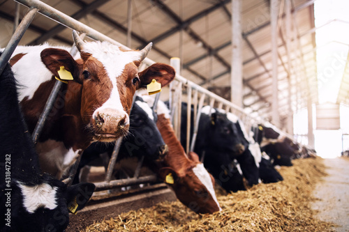 Billede på lærred Group of cows at cowshed eating hay or fodder on dairy farm.