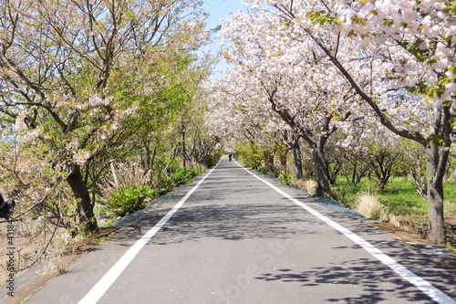 Wallpaper Mural つくばりんりんロードと桜 Torontodigital.ca
