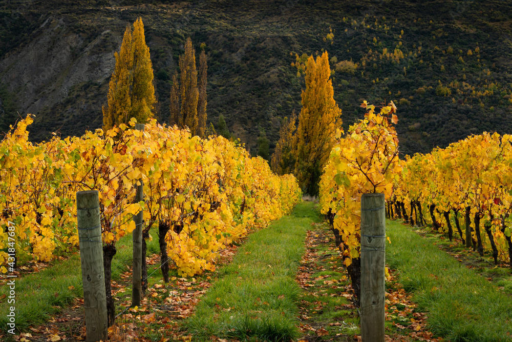 Naklejka premium Autumn landscape view of yellow vineyard rows with the trees, Otago region, South Island of New Zealand