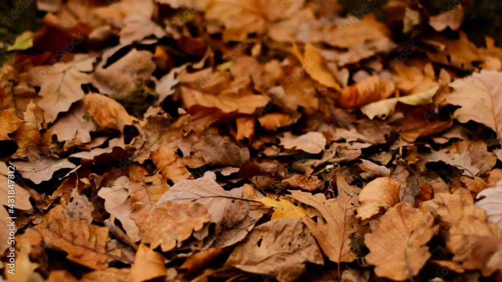 Autumn nature. Oak alley in the autumn season.Autumn leaves and trees. Walk in the woods Autumn nature. Oak alley in the autumn season.Autumn leaves and trees. Walk in the woods