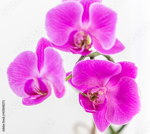 Purple orchid phalaenopsis flower on a white background